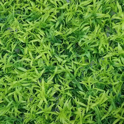 Модульная трава Darvin Grass Module Decor Design №013 Alternantera Green